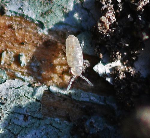Réf. 353 271 : Cyphoderus albinus